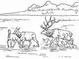 Lac Elk Shallow Coloriages sketch template