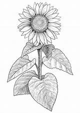 Sunflower Drawing Drawings Line Draw Easy Step Vector Illustration Coloring Pencil Pages Pattern Illustrations Field Ink Tattoo Clip Guides Choose sketch template