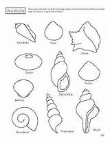 Shells Seashell Identify Identification Molluscs Inhabited sketch template