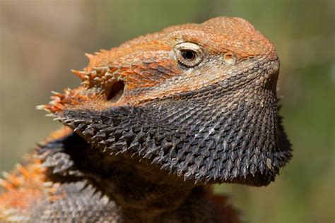 reptile   week  cranky central bearded dragon  northern myth