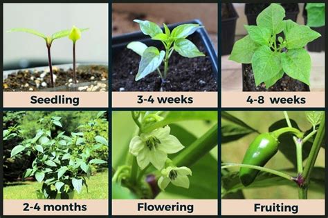 long  grow jalapeno  seed   grow hot peppers  seed