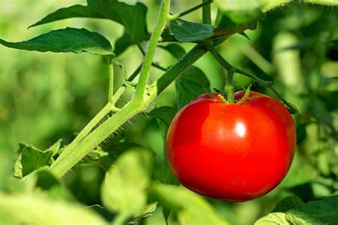 tomato plant poisoning  cats symptoms  diagnosis treatment recovery management cost