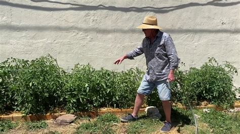 lomita feed stores sunshine garden heirloom tomatoes   month