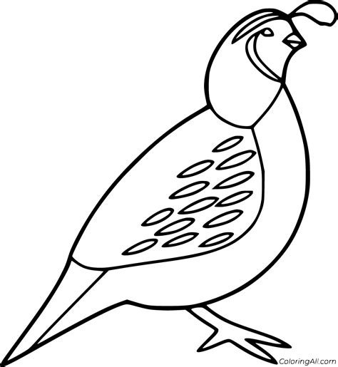 quail coloring pages   printables coloringall