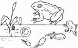 Tadpole Tadpoles Frogs Frog Preschool Lesson Drawing Metamorphosis Bonnie Closet Grandma Getdrawings sketch template