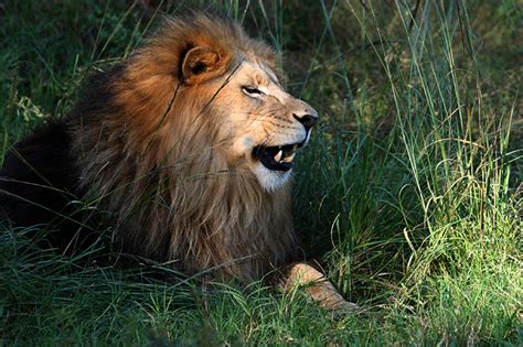 lion kills intern big cat rescue
