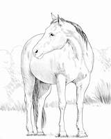 Horse Coloring Quarter Pages Printable Horses Mare Warmblood Heavy Categories sketch template