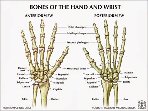 bones   hand  wrist anatomy bones hand bone anatomy medical anatomy