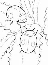 Coccinelle Coloring Pages Coloriage Ladybug Coloring4free Couple Dessin Choupette Dessiner Sherriallen Colorier Animaux Dessins Insect sketch template