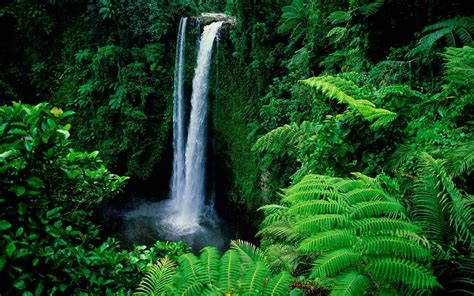 green tropical forest nature waterfall hd wallpaper