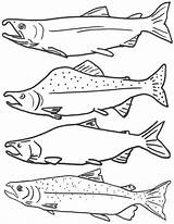 Fish Coloring Salmon Pages Kids Printable Color Drawing Template Freshwater Fishing King Print Real Drawings Activities Colouring Ocean Starfish Clipart sketch template