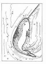Coloring Narwhal Sawfish Pages Color Animals Sea Animal Ballena Dibujo La Con Designlooter Hellokids Print Azul sketch template
