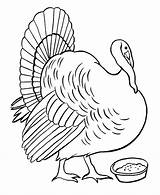 Thanksgiving Coloring Feed Turkey Pan Yard Sheets sketch template