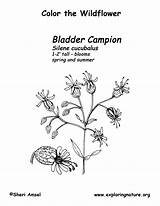 Coloring Bladder Champion sketch template
