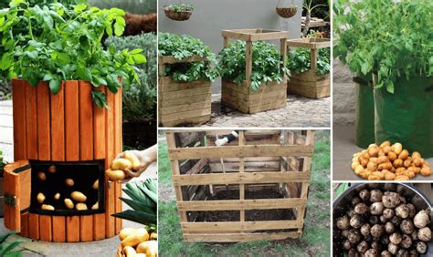 potato containers   grow potatoes  containers family food