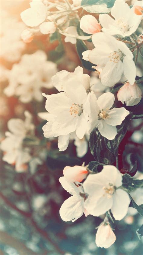 aesthetic spring flowers wallpapers hd background images