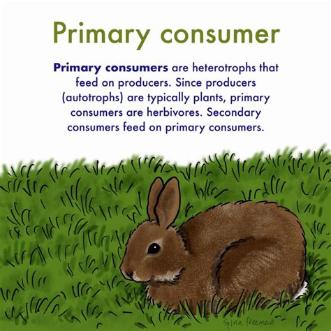 rabbit  primary consumer home