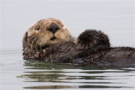 filesea otter morro bay jpg wikimedia commons