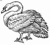 Swan Coloring Pages Mute Realistic 34kb Template sketch template
