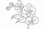 Storczyki Kolorowanki Dzieci Orchids Px Designlooter Blomster Fargelegging Vakre sketch template