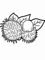Rambutan Coloring Pages Fruits Printable Color Recommended Kids sketch template