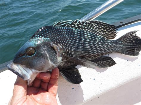Rhode Island Striped Bass July 2015