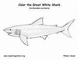 Coloring Shark Great Pages Print Animals Nature Library Clipart Exploringnature sketch template