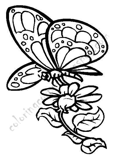 butterfly coloring pages printable coloring pages butterfly