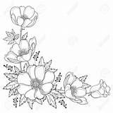 Flower Outline Corner Drawing Bouquet Anemone Hand Vector Coloring Windflower Drawings Spring Bud Leaf Board Background Floral Choose Pages Isolated sketch template
