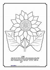 Sparklebox Colouring Sheets Plants Preview sketch template