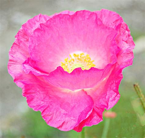 sweet poppy   cottage rose hip flickr