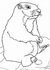 Gopher Coloring Pages sketch template