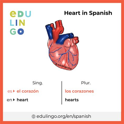 heart  spanish writing  pronunciation  pictures