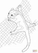 Coloring Sugar Glider Pages Possum Drawing Printable Clipart Cliparts Boo Beanie Getcolorings Supercoloring Color Getdrawings Library Categories Drawings Line sketch template