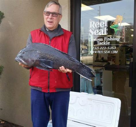 Pending New Jersey Black Sea Bass State Record Delaware Surf