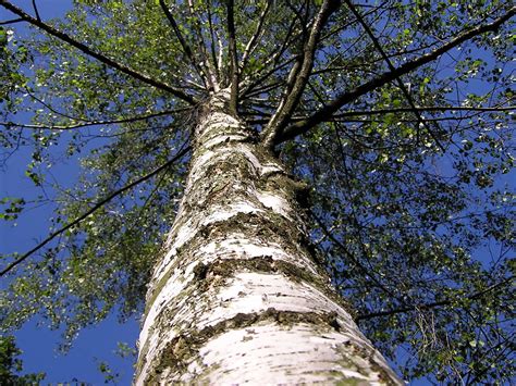 birch tree  photo  freeimages