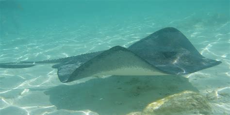 awesome facts  stingrays awesome ocean