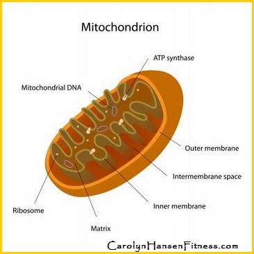 mighty mitochondria reclaim  longevity