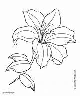 Lily Easter Coloring sketch template