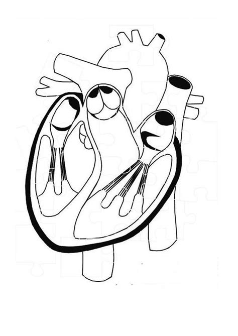coll coloring pages coloring pages   hearts anatomy heart