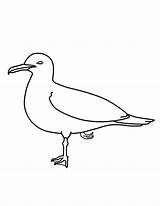Seagull Coloring Pages California Netart Kids Print sketch template