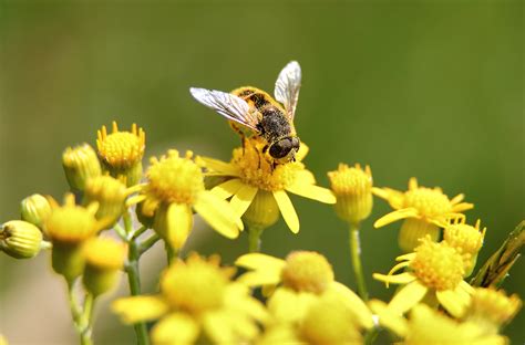 filebee gathering pollen yellow flower macrojpg