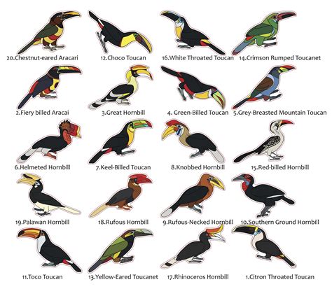 toucan  hornbill species stickers fiery billed aracari great