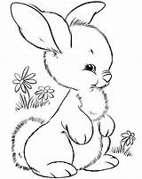 Conejos Tiernos Conejitos Dibujo sketch template