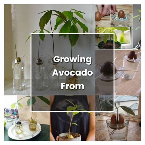 How To Grow Growing Avocado From Seed Plant Care And Tips Norwichgardener