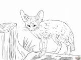 Fox Fennec Coloring Pages Drawing Realistic Baby Cute Red Winged Cat Foxes Color Printable Drawings North African Kids Animal Africa sketch template
