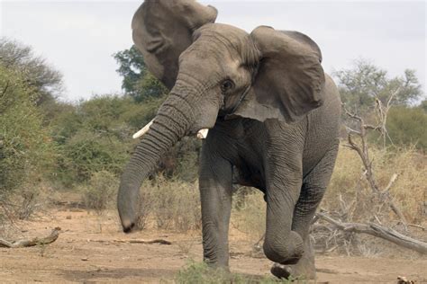 swaziland elephants   captured  flown  zoos    metro news