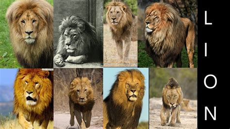 lion subspecies formal lion subspecies youtube