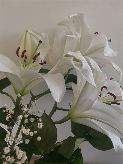 lillies   lilly flower flower aesthetic beautiful nature