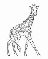 Giraffe Girafe Giraf Fawn Kleurplaten Coloringhome sketch template